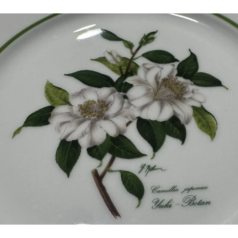 JWK Bavaria Western Germany Camellia Japonica Yuki-Botan Floral Botanical